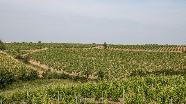 Vigneto Cascina Nuova Gavi DOCG