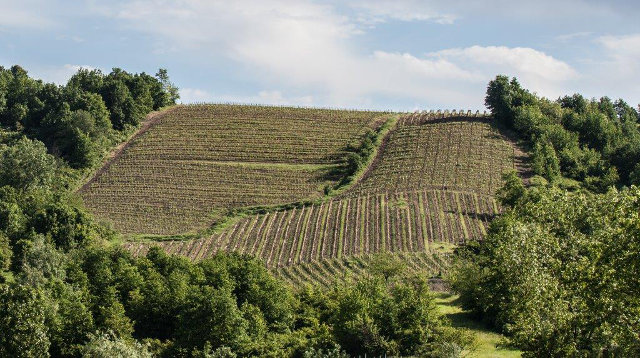 Vigneto Triuri Barbera